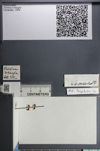 Media type: image;   Entomology 577482